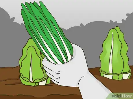 Image titled Grow Vegetables in the Midwest Step 23