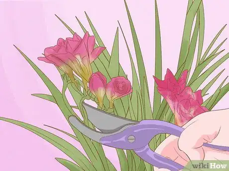 Image titled Plant Freesia Bulbs in Containers Step 9