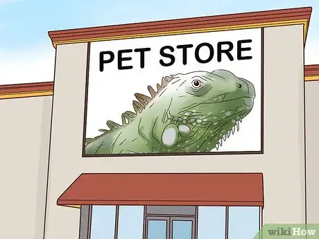 Image titled Buy an Iguana Step 4