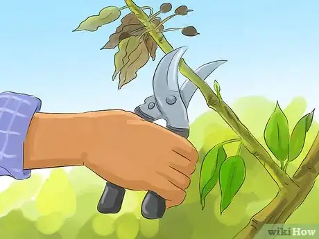 Image titled Prune a Crabapple Tree Step 11