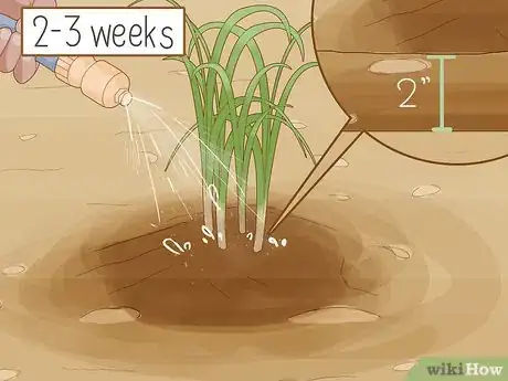 Image titled Divide Overgrown Perennials Step 14