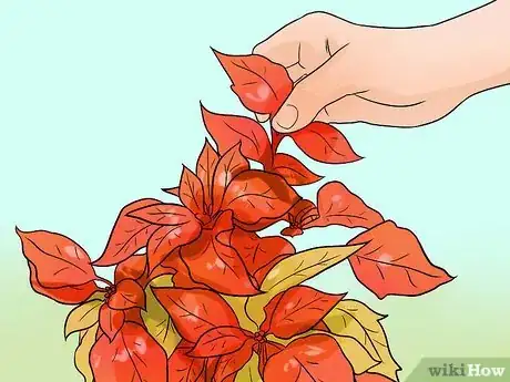 Image titled Grow Poinsettia Step 7