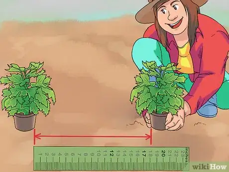 Image titled Grow Delphinium Step 20