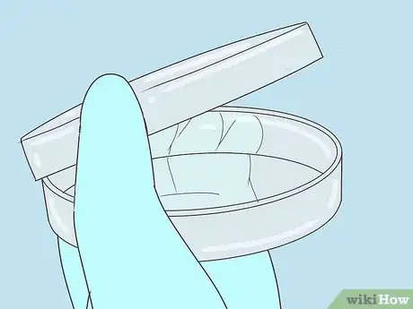 Image titled Plate Bacteria Using Aseptic Technique Step 9