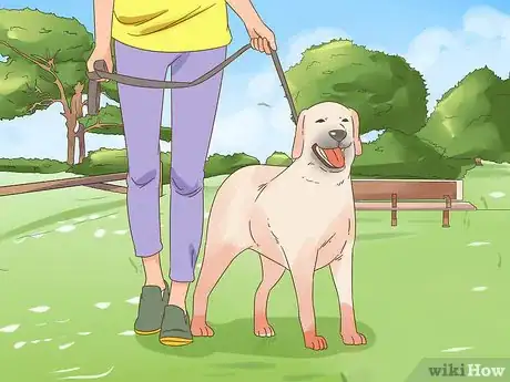 Image titled Care for a Dog Blind from Birth Step 10