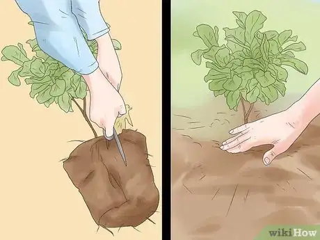 Image titled Grow Figs Step 6