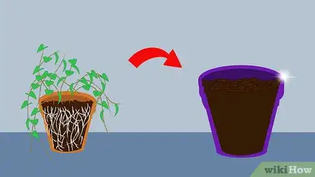 Image titled Grow Hoya Bella (Miniature Wax Plant) Step 11