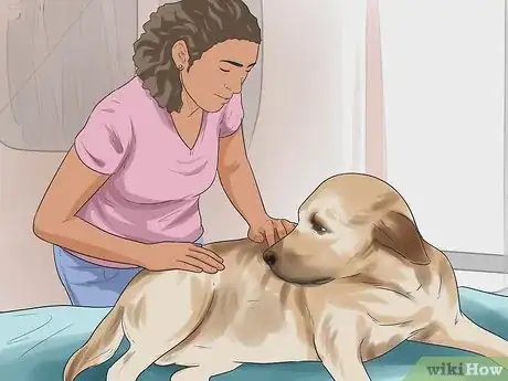 Image titled Detect Skin Cancer in Dogs Step 1