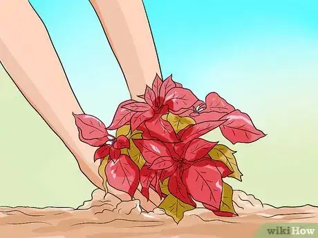 Image titled Grow Poinsettia Step 4