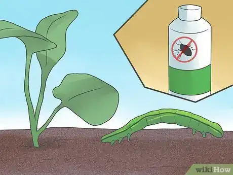 Image titled Grow Cauliflower Step 7