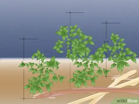 Image titled Stake a Plant Step 1