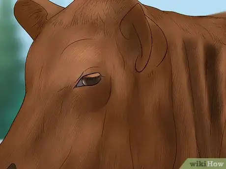 Image titled Judge Heifers Step 9