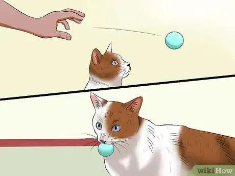 Image titled Amuse Cats Step 6