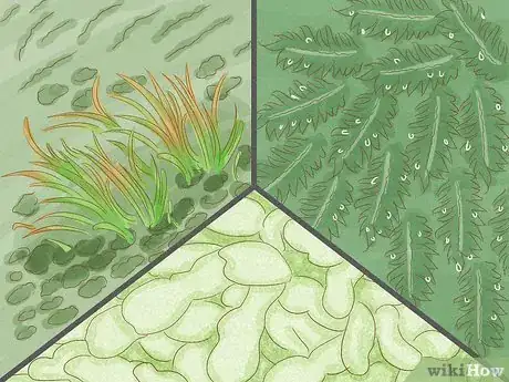 Image titled Identify Bryophytes Step 8