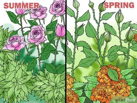 Image titled Choose Companion Plants for Roses Step 5
