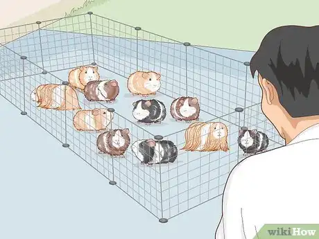 Image titled Run a Guinea Pig Rescue Step 5