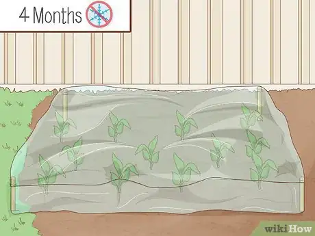 Image titled Plant Uala Step 7