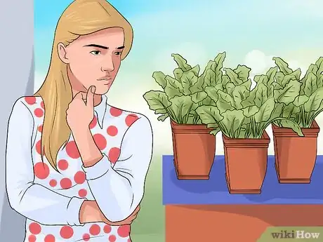 Image titled Grow Chard Step 5