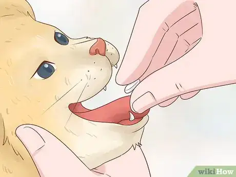 Image titled Give Atenolol to Cats with Heart Disease Step 6