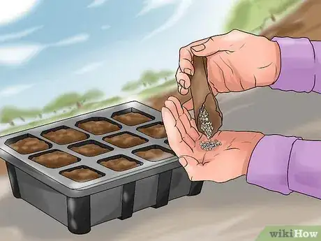 Image titled Grow Chard Step 3