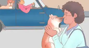 Keep Your Dog Entertained