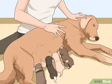 Image titled Ensure Passive Immunity in Newborn Puppies Step 5
