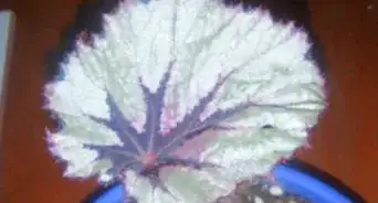 Propagate a Rex Begonia Leaf