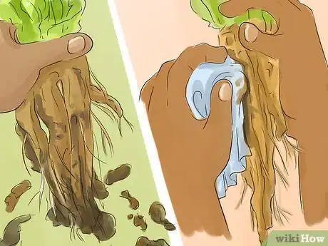 Image titled Harvest and Use Dandelion Roots Step 6