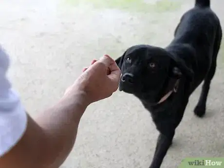 Image titled Tame Your Dog Step 3