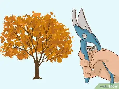 Image titled Choose Japanese Maple Trees Step 17