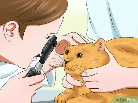 Image titled Diagnose Feline Retinal Disease Step 6