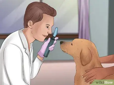 Image titled Adopt a Retired Guide Dog Step 12