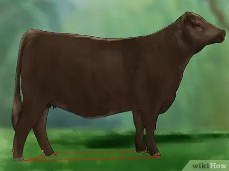 Image titled Judge Heifers Step 1