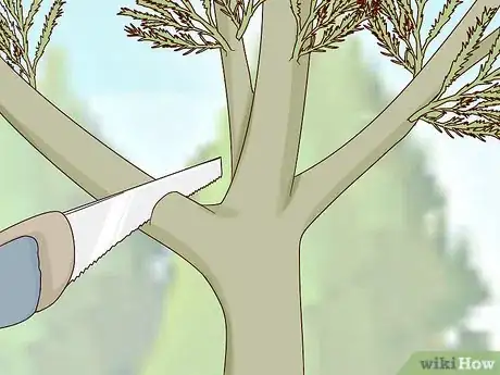 Image titled Prune Arborvitae Step 6