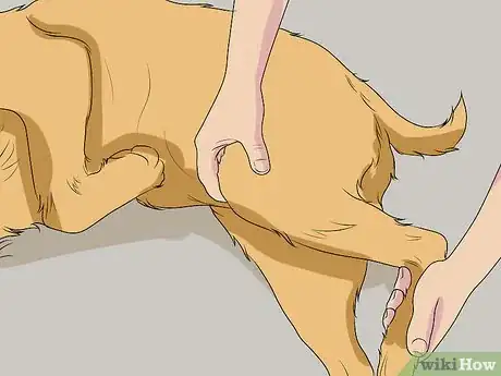 Image titled Fly Internationally With a Dog Step 21