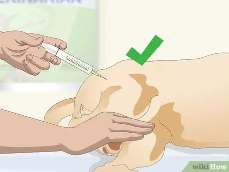 Image titled Treat Canine Tick Problems Step 8