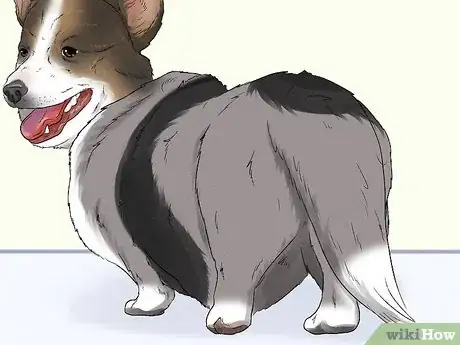 Image titled Identify a Cardigan Welsh Corgi Step 5