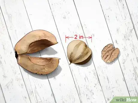 Image titled Identify Hickory Nuts Step 7