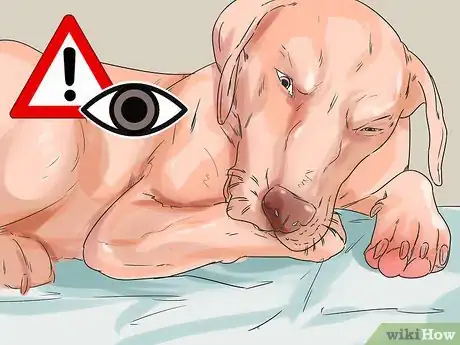 Image titled Get Along with Your Dog Step 2