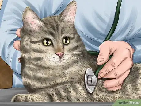 Image titled Identify Early Signs of Chronic Kidney Disease in Cats Step 15