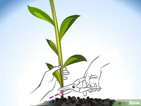Image titled Prune Lilies Step 04