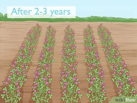 Image titled Grow Red Clover Step 11