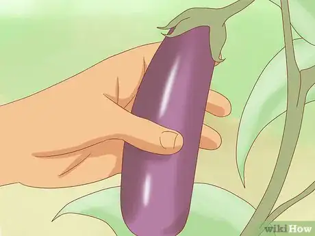 Image titled Harvest Eggplant Step 3
