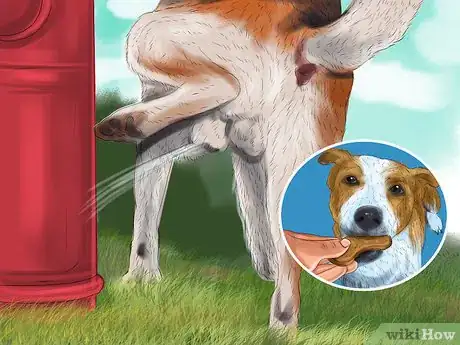 Image titled Housebreak a Dog Using a Crate Step 13