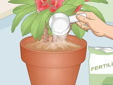 Image titled Care for a Crown of Thorns Step 9