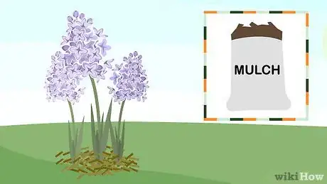 Image titled Plant Hyacinths Step 14