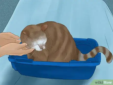 Image titled Identify and Treat Noise Phobias in Cats Step 11