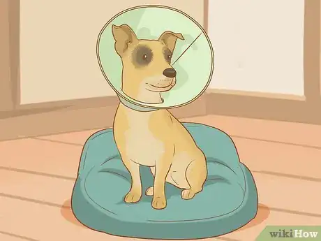 Image titled Treat an Insect Bite on a Dog Step 8