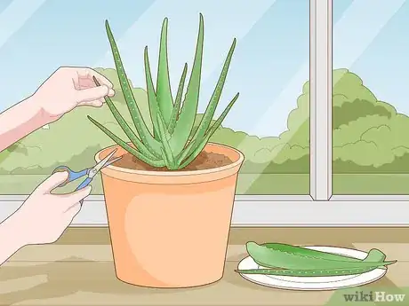 Image titled Keep an Aloe Vera Plant Fresh Step 6