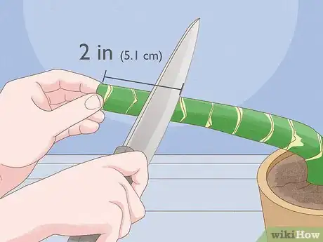 Image titled Propagate from Cane Cuttings Step 3